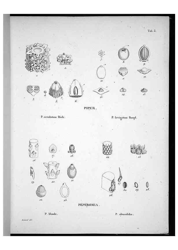 Reproducción/Reproduction 49556608262: Nova genera et species plantarum :. Antverpiae :Ex officina Christophori Plantini ...,1576.. 