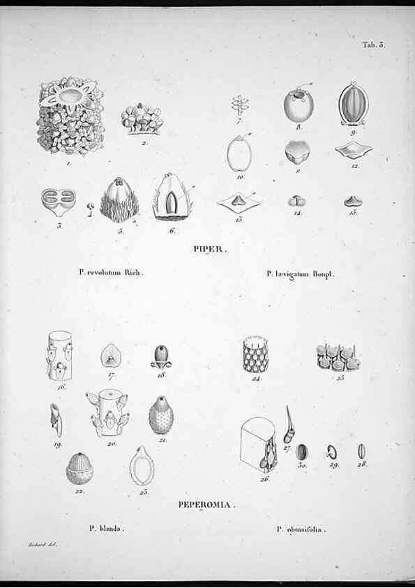 Reproducción/Reproduction 49556608262: Nova genera et species plantarum :. Antverpiae :Ex officina Christophori Plantini ...,1576.. 