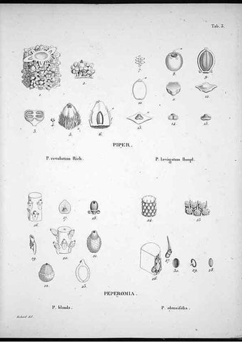 Reproducción/Reproduction 49556608262: Nova genera et species plantarum :. Antverpiae :Ex officina Christophori Plantini ...,1576.. 