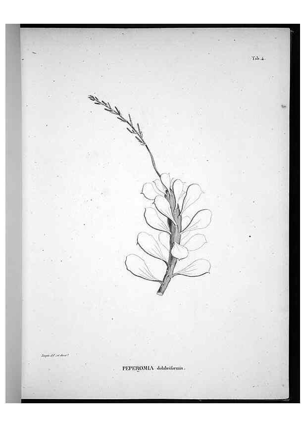Reproducción/Reproduction 49556371741: Nova genera et species plantarum :. Antverpiae :Ex officina Christophori Plantini ...,1576.. 