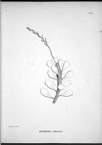 Reproducción/Reproduction 49556371741: Nova genera et species plantarum :. Antverpiae :Ex officina Christophori Plantini ...,1576.. 