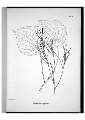 Reproducción/Reproduction 49556608437: Nova genera et species plantarum :. Antverpiae :Ex officina Christophori Plantini ...,1576.. 