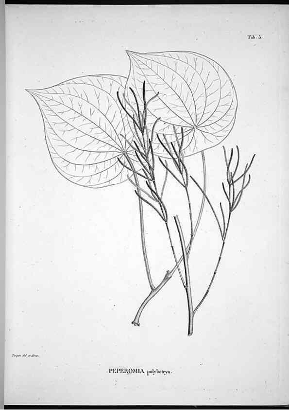 Reproducción/Reproduction 49556608437: Nova genera et species plantarum :. Antverpiae :Ex officina Christophori Plantini ...,1576.. 