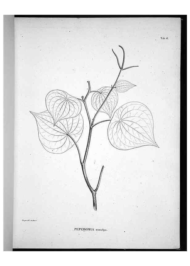 Reproducción/Reproduction 49556372001: Nova genera et species plantarum :. Antverpiae :Ex officina Christophori Plantini ...,1576.. 