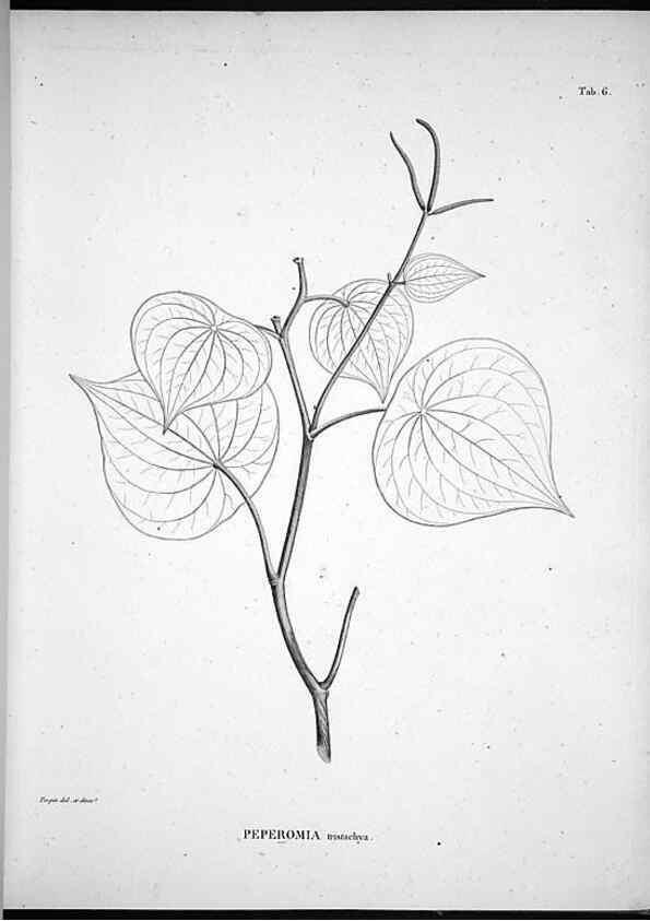 Reproducción/Reproduction 49556372001: Nova genera et species plantarum :. Antverpiae :Ex officina Christophori Plantini ...,1576.. 