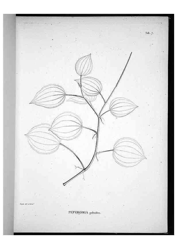 Reproducción/Reproduction 49555877738: Nova genera et species plantarum :. Antverpiae :Ex officina Christophori Plantini ...,1576.. 