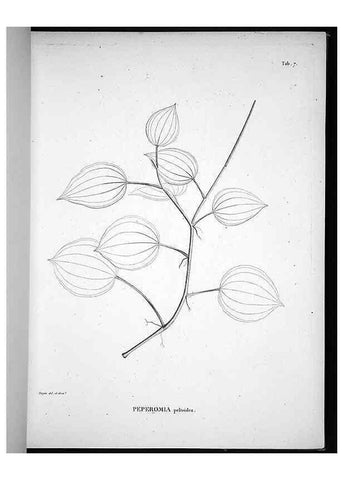 Reproducción/Reproduction 49555877738: Nova genera et species plantarum :. Antverpiae :Ex officina Christophori Plantini ...,1576.. 