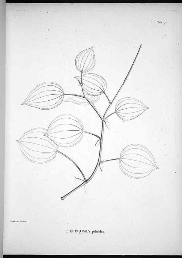 Reproducción/Reproduction 49555877738: Nova genera et species plantarum :. Antverpiae :Ex officina Christophori Plantini ...,1576.. 
