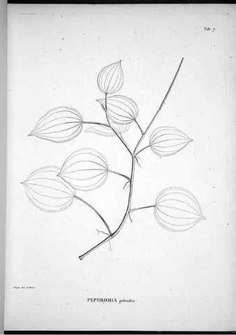 Reproducción/Reproduction 49555877738: Nova genera et species plantarum :. Antverpiae :Ex officina Christophori Plantini ...,1576.. 