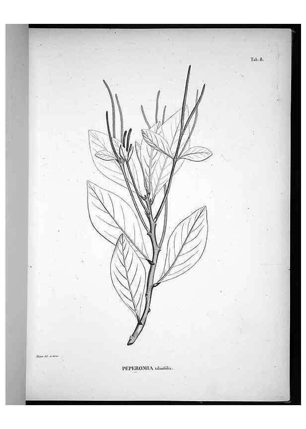 Reproducción/Reproduction 49556608867: Nova genera et species plantarum :. Antverpiae :Ex officina Christophori Plantini ...,1576.. 