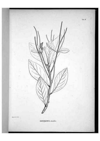 Reproducción/Reproduction 49556608867: Nova genera et species plantarum :. Antverpiae :Ex officina Christophori Plantini ...,1576.. 