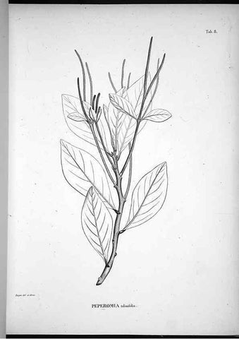 Reproducción/Reproduction 49556608867: Nova genera et species plantarum :. Antverpiae :Ex officina Christophori Plantini ...,1576.. 