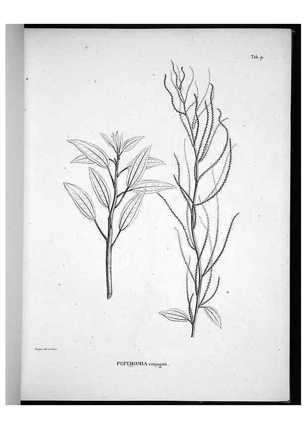 Reproducción/Reproduction 49555878123: Nova genera et species plantarum :. Antverpiae :Ex officina Christophori Plantini ...,1576.. 