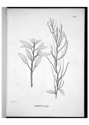 Reproducción/Reproduction 49555878123: Nova genera et species plantarum :. Antverpiae :Ex officina Christophori Plantini ...,1576.. 