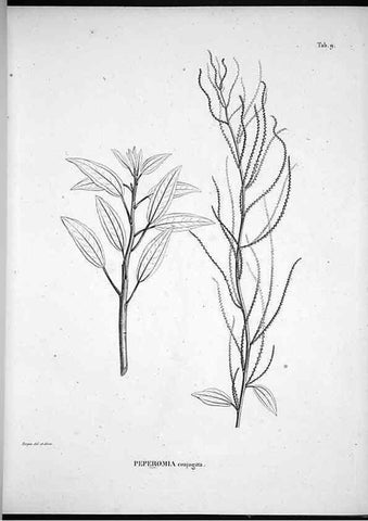 Reproducción/Reproduction 49555878123: Nova genera et species plantarum :. Antverpiae :Ex officina Christophori Plantini ...,1576.. 