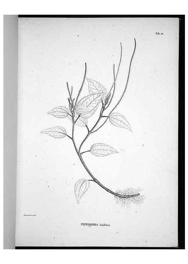 Reproducción/Reproduction 49555878268: Nova genera et species plantarum :. Antverpiae :Ex officina Christophori Plantini ...,1576.. 