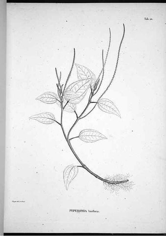 Reproducción/Reproduction 49555878268: Nova genera et species plantarum :. Antverpiae :Ex officina Christophori Plantini ...,1576.. 