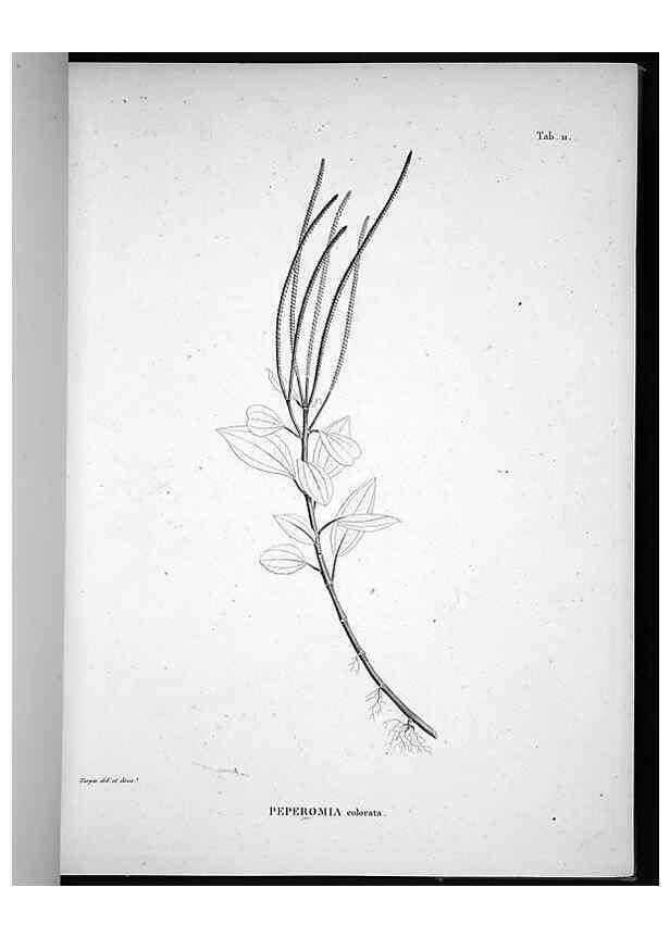 Reproducción/Reproduction 49555878393: Nova genera et species plantarum :. Antverpiae :Ex officina Christophori Plantini ...,1576.. 