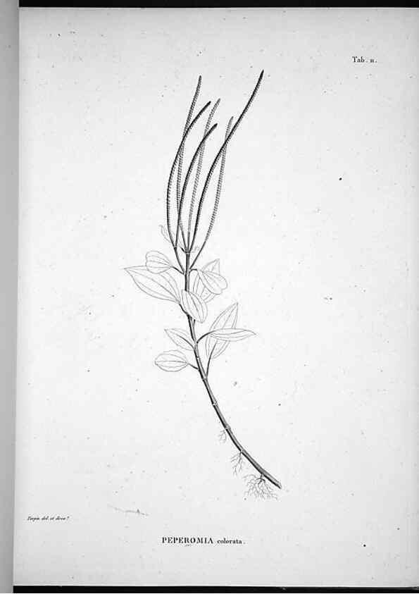 Reproducción/Reproduction 49555878393: Nova genera et species plantarum :. Antverpiae :Ex officina Christophori Plantini ...,1576.. 