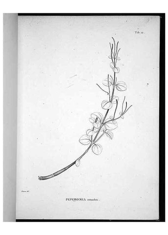 Reproducción/Reproduction 49556372941: Nova genera et species plantarum :. Antverpiae :Ex officina Christophori Plantini ...,1576.. 