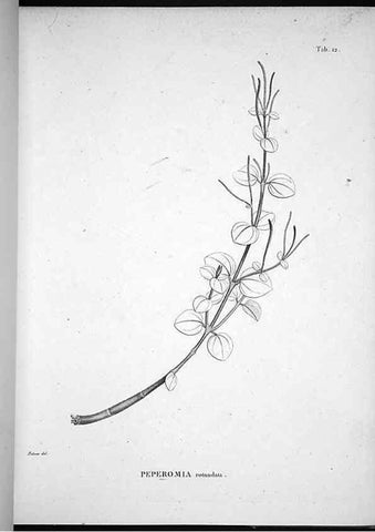 Reproducción/Reproduction 49556372941: Nova genera et species plantarum :. Antverpiae :Ex officina Christophori Plantini ...,1576.. 