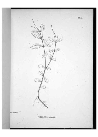 Reproducción/Reproduction 49555878718: Nova genera et species plantarum :. Antverpiae :Ex officina Christophori Plantini ...,1576.. 