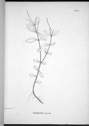 Reproducción/Reproduction 49555878718: Nova genera et species plantarum :. Antverpiae :Ex officina Christophori Plantini ...,1576.. 