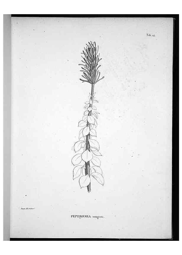 Reproducción/Reproduction 49556373371: Nova genera et species plantarum :. Antverpiae :Ex officina Christophori Plantini ...,1576.. 