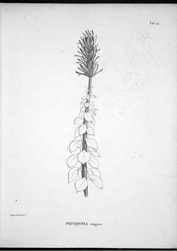 Reproducción/Reproduction 49556373371: Nova genera et species plantarum :. Antverpiae :Ex officina Christophori Plantini ...,1576.. 