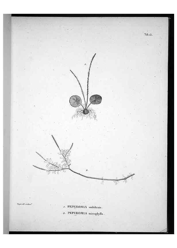 Reproducción/Reproduction 49556610062: Nova genera et species plantarum :. Antverpiae :Ex officina Christophori Plantini ...,1576.. 