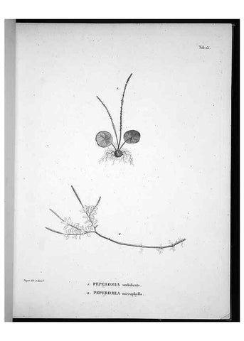 Reproducción/Reproduction 49556610062: Nova genera et species plantarum :. Antverpiae :Ex officina Christophori Plantini ...,1576.. 