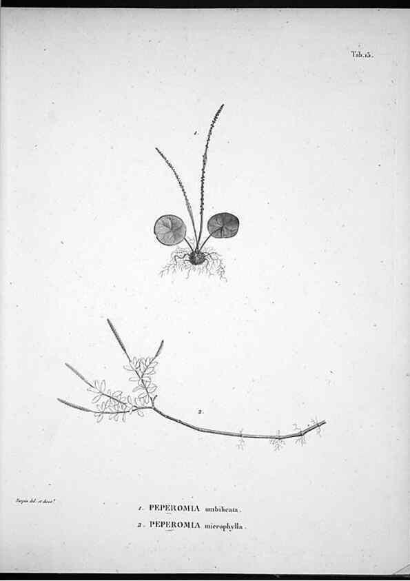 Reproducción/Reproduction 49556610062: Nova genera et species plantarum :. Antverpiae :Ex officina Christophori Plantini ...,1576.. 