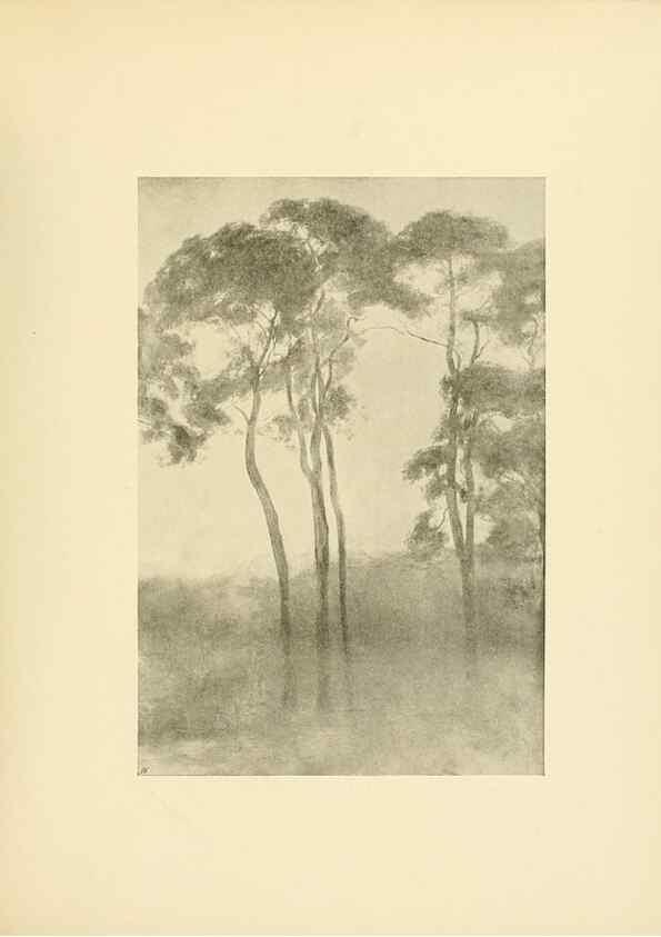 Reproducción/Reproduction 49552991293: British trees /. London :Hutchinson,1907.. 