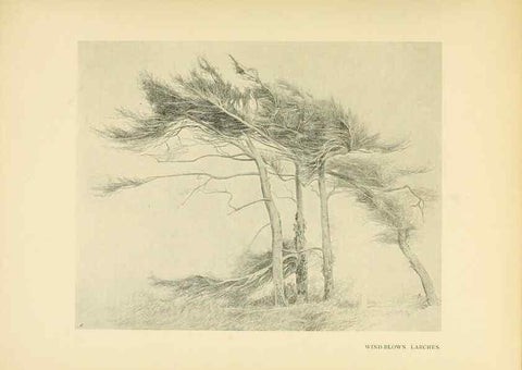 Reproducción/Reproduction 49553482296: British trees /. London :Hutchinson,1907.. 