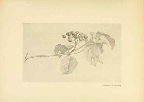 Reproducción/Reproduction 49553723827: British trees /. London :Hutchinson,1907.. 