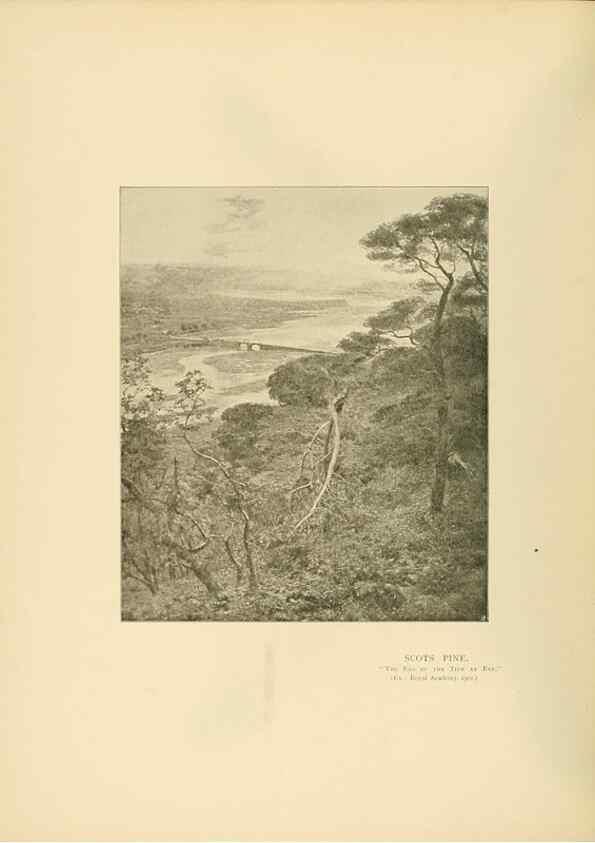 Reproducción/Reproduction 49553484976: British trees /. London :Hutchinson,1907.. 