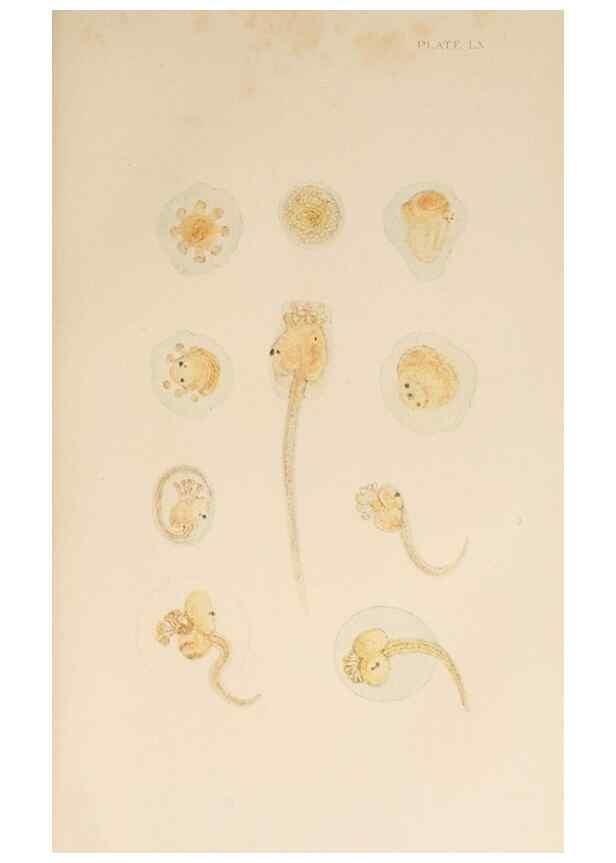 Reproducción/Reproduction 49552453147: The British Tunicata;. London,Printed for the Ray society,1905-12.. 