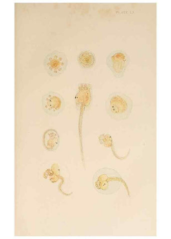 Reproducción/Reproduction 49552453147: The British Tunicata;. London,Printed for the Ray society,1905-12.. 