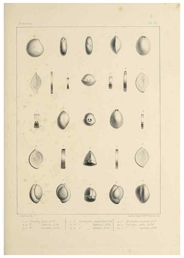 Reproducción/Reproduction 49552979896: Foraminifères fossiles du bassin tertiaire de Vienne (Autriche) :. Paris :Gide et Compe,1846.. 