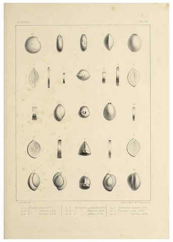 Reproducción/Reproduction 49552979896: Foraminifères fossiles du bassin tertiaire de Vienne (Autriche) :. Paris :Gide et Compe,1846.. 