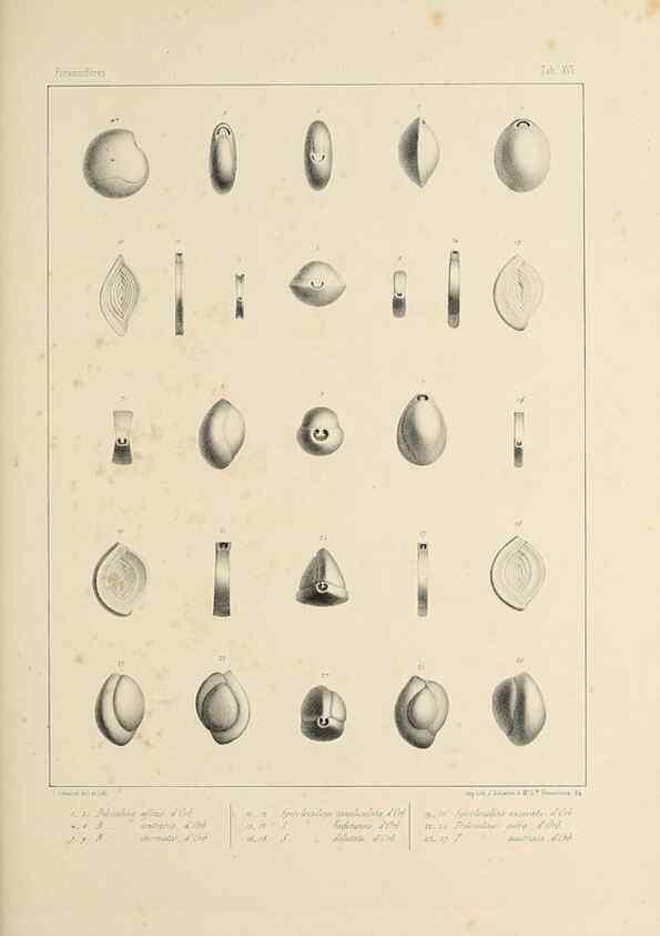 Reproducción/Reproduction 49552979896: Foraminifères fossiles du bassin tertiaire de Vienne (Autriche) :. Paris :Gide et Compe,1846.. 