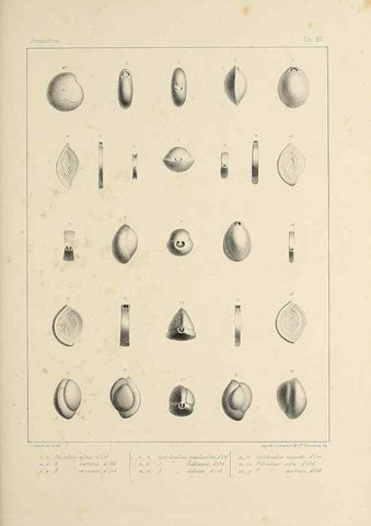 Reproducción/Reproduction 49552979896: Foraminifères fossiles du bassin tertiaire de Vienne (Autriche) :. Paris :Gide et Compe,1846.. 