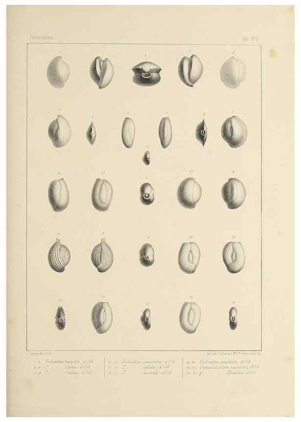 Reproducción/Reproduction 49553224202: Foraminifères fossiles du bassin tertiaire de Vienne (Autriche) :. Paris :Gide et Compe,1846.. 