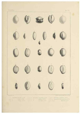 Reproducción/Reproduction 49553224202: Foraminifères fossiles du bassin tertiaire de Vienne (Autriche) :. Paris :Gide et Compe,1846.. 