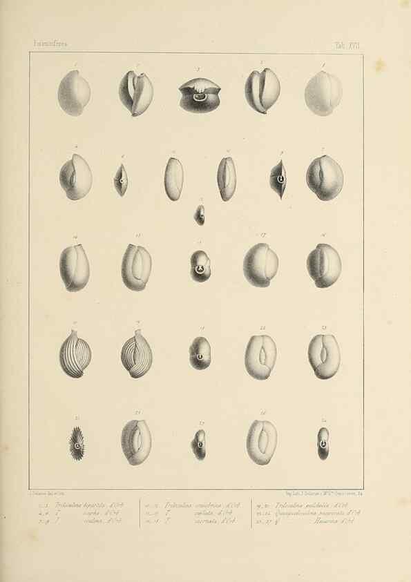 Reproducción/Reproduction 49553224202: Foraminifères fossiles du bassin tertiaire de Vienne (Autriche) :. Paris :Gide et Compe,1846.. 
