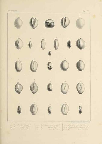 Reproducción/Reproduction 49553224202: Foraminifères fossiles du bassin tertiaire de Vienne (Autriche) :. Paris :Gide et Compe,1846.. 