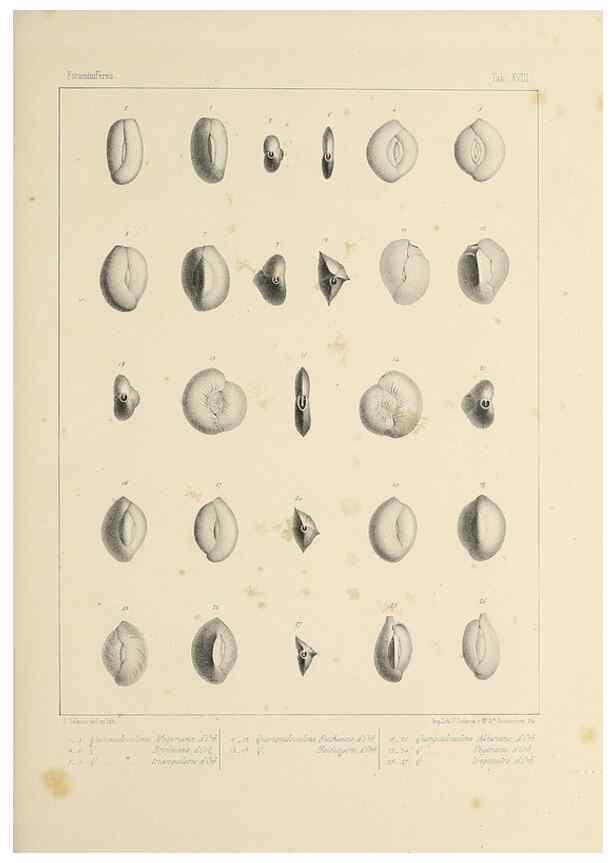 Reproducción/Reproduction 49552980466: Foraminifères fossiles du bassin tertiaire de Vienne (Autriche) :. Paris :Gide et Compe,1846.. 