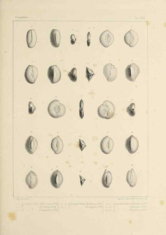 Reproducción/Reproduction 49552980466: Foraminifères fossiles du bassin tertiaire de Vienne (Autriche) :. Paris :Gide et Compe,1846.. 