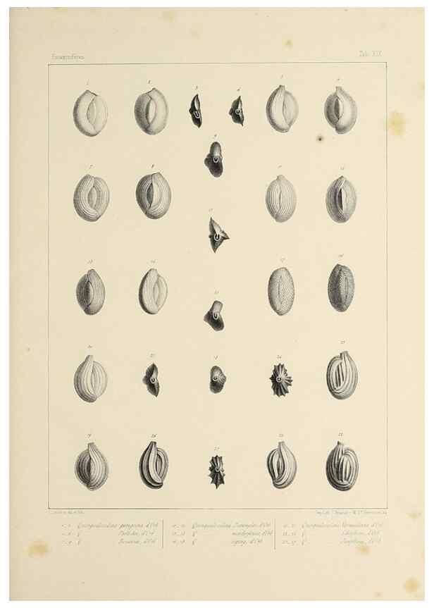 Reproducción/Reproduction 49552980696: Foraminifères fossiles du bassin tertiaire de Vienne (Autriche) :. Paris :Gide et Compe,1846.. 