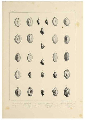 Reproducción/Reproduction 49552980696: Foraminifères fossiles du bassin tertiaire de Vienne (Autriche) :. Paris :Gide et Compe,1846.. 